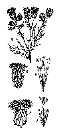 cirsium-arv-illus