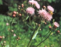 cirsium-arv-small2