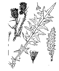 cirsium-vul-illus