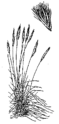 cortaderia-jub-illus