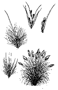 cortaderia-sel-illus