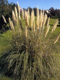 cortaderia-sel-small2