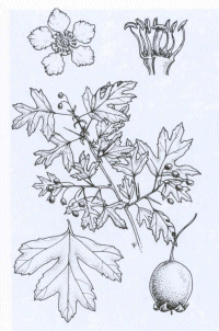 crataegus-illus