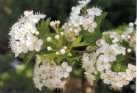 crataegus-small2