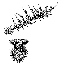 cynara-illus