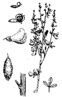 cystisus-stri-illus