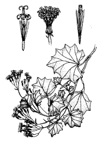 delairea-illus