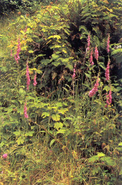 digitalis-large2