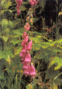 digitalis-small2