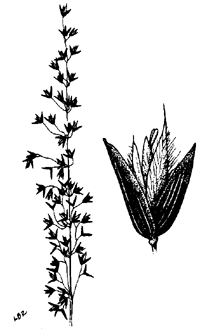 ehrharta-cal-illus