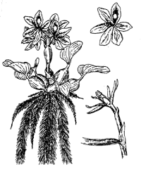eichhornia-illus