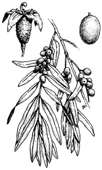 elaeagnus-illus