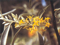 elaeagnus-small2