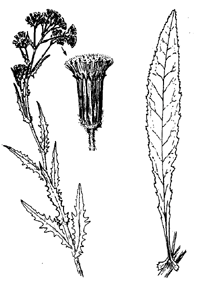 erechtites-glom&mini-illus