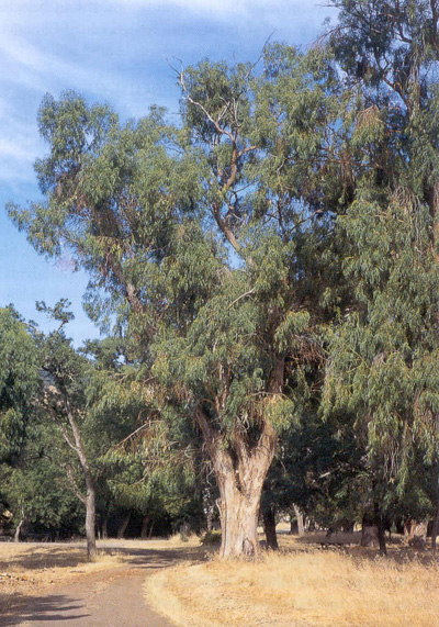 eucalyptus-large2