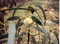 eucalyptus-small2