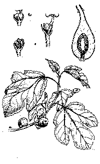 ficus-illus