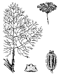 foeniculum-illus