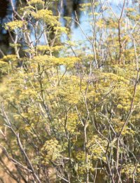 foeniculum-small2