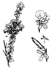 genista-illus