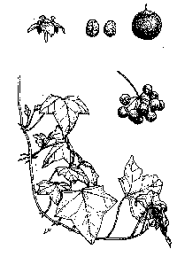 hedera-illus