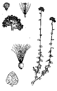 helichrysum-illus