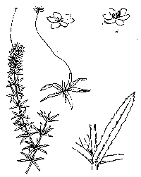 hydrilla-illus