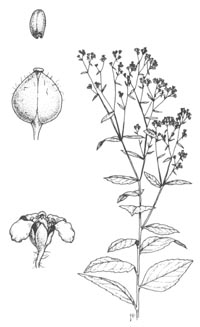 lepidium-illus