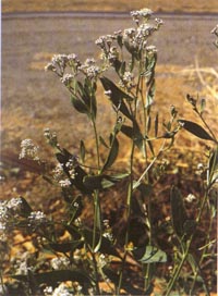 lepidium-small2