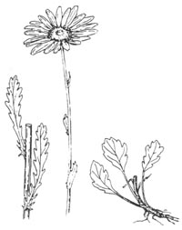 leucan-illus