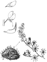 lupinus-illus