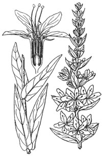 lythrum-illus