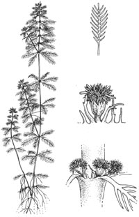 myriophyllum-aqua-illus