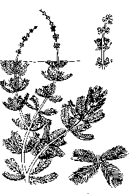 myriophyllum-spicatum-illus