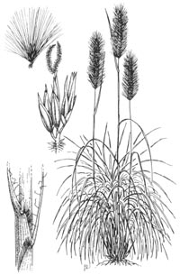 pennisetum-illus