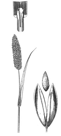 phalaris-illus