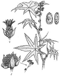 ricinus-illus