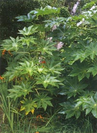 ricinus-small2