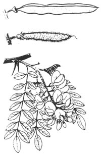 robinia-illus