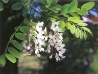 robinia-small2