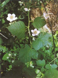 rubus-small2