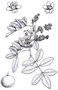 schinus-illus