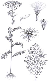 senecio-illus