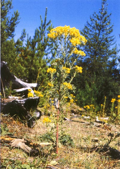 senecio-large2