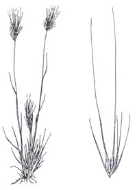 taeniatherum-illus