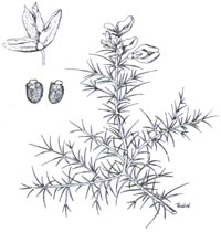 ulex-illus