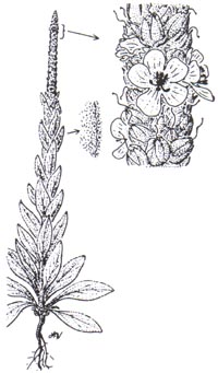 verbascum-illus