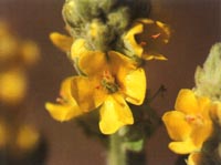 verbascum-small2