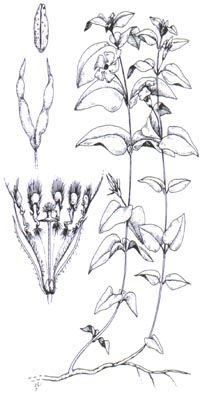 vinca-illus