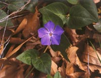 vinca-small2